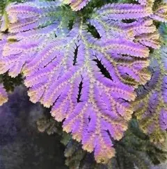 m57100630153_1.jpg?1722250713