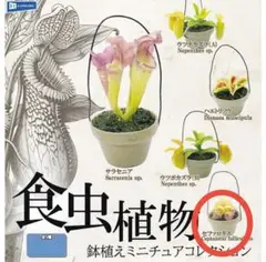 食虫植物 鉢植えミニチュアコレクション セファロタス