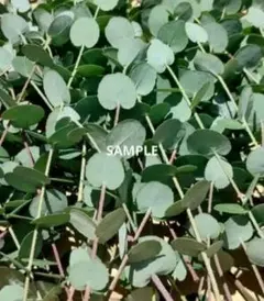 ユーカリグニー　ネコポス　箱いっぱい