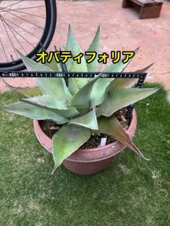 多肉植物アガベ 氷山 小株 3株同梱 - メルカリ