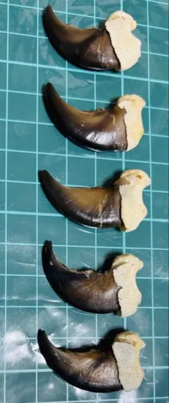 熊の爪