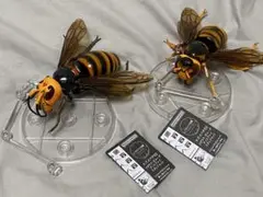 いきもの大図鑑アドバンス スズメバチ02 オオスズメバチとキイロスズメバチ