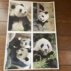家庭画報　9月号付録　パンダポストカード