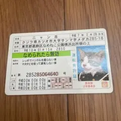希少　非売品　なめ猫免許証