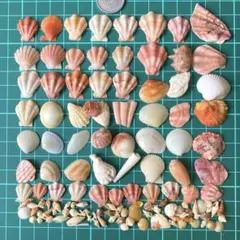 天然貝殻　天然素材　カラフルな貝殻　巻貝　夏休み　工作　標本箱　標本