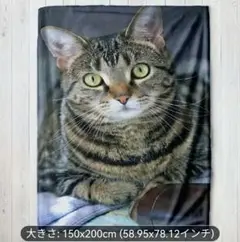 キジトラ　シングル　毛布　ブランケット　猫柄　猫プリント　猫　ネコ　ねこ