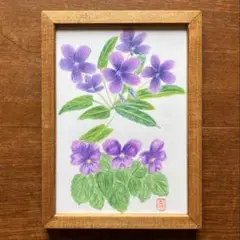 色鉛筆で描いた花の絵 すみれ