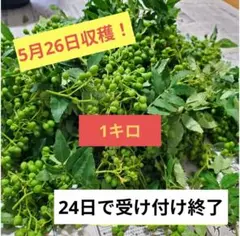 山椒の実　1キログラム　5/23収穫＆発送 2025年最新】山椒の実 1キロの人気アイテム - メルカリ