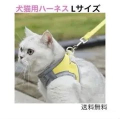 Item thumbnail for item 835dfbb7-91a0-4029-9950-9d46ba91ff92