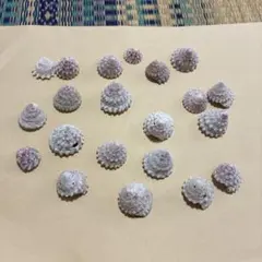 【458】巻貝　ピンク　ホワイト　ヤドカリ引越し用　貝殻　セット　ミニ