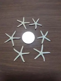 小さなスターフィッシュ