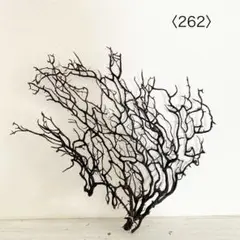ウミウチワ〈262〉