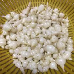 ちょろぎ6kg 珍しい生のちょろぎを採りたてでお届け※種芋にもなります#01 tyorogi.jpg