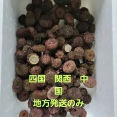 GTO　　石鯛　活バフンウニ　釣りエサ用　5キロ　2箱 クール便 m21589713048_1.jpg?1725199624