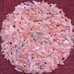 貝殻　ベニ貝　サクラ貝　カケラ　100g 二枚貝　No.355