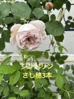 シンベリン　6号スリット　ER　芽接ぎ苗　イングリッシュローズ シンベリン 6号スリット ER 芽接ぎ苗 イングリッシュローズ