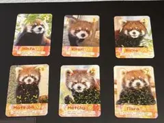 鯖江市西山動物園　レッサーパンダ　トレーディングカード6種【即購入可能です】