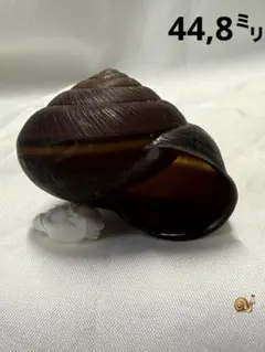 貝殻標本　ヤンバルマイマイ