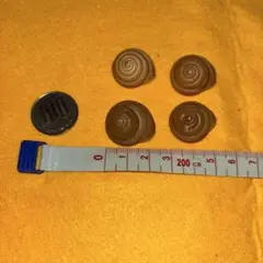 ニッポンマイマイ.貝殻.貝標本