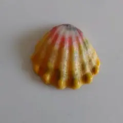 サンライズシェル Sunrise Shell