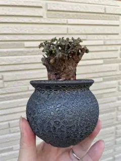 2025年最新】usagi ceramic laboratoryの人気アイテム - メルカリ