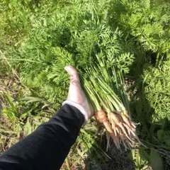 Item thumbnail for item 76334137-2be6-48fc-bc12-706a08d01edc