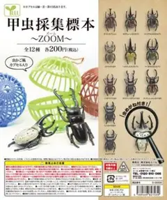昆虫採集 標本 ZOOM 全12種セット フルコンプ