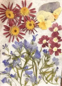 春の花　押し花　春の花畑セット