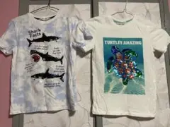 H&M シャークファクトとウミガメTシャツ 2枚セット