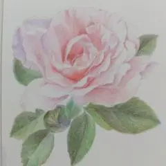 バラの色鉛筆画