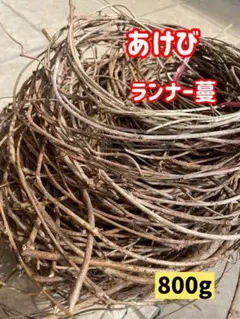 アケビの蔓(根蔓ランナー) 2025年最新】アケビのランナーの人気アイテム - メルカリ