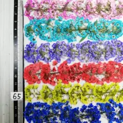 スーパーアリッサム　染め 　No65　押し花 押し花素材 @¥850