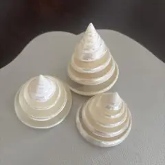 天然貝殻 置物 3個セット