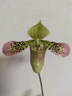 2025年最新】Paph.の人気アイテム - メルカリ