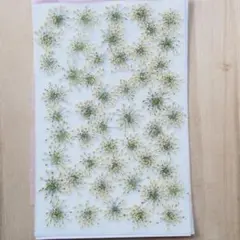 押し花レースフラワー50枚訳あり
