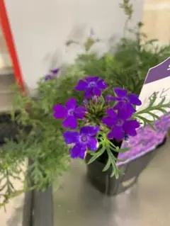 人気品⭐︎濃い紫色の花色が人気 ✰ バーベナタピアン✻バイオレット苗✻