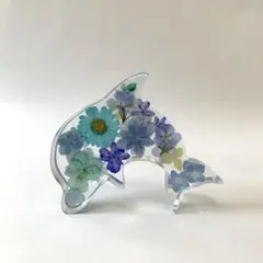 固まるハーバリュウム　イルカ