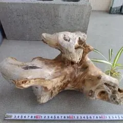 珍品★河川の自然木流木★[石を抱く流木写真6番]約35cm 自然な形状観葉植物