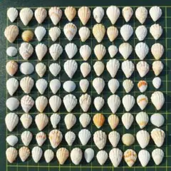 貝殻　セット　100個ミックス【157】
