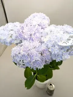 Blue-w◆今季ラスト◆ボリューム満点◆魅了されるアジサイ　万華鏡◆5号 あじさいの鉢植え 万華鏡 ブルー 5号鉢 誕生日に贈る花 誕生花の
