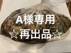 沖縄産 冷凍 島ダコ タマン GT 等のエサに最適 880g 1780g
