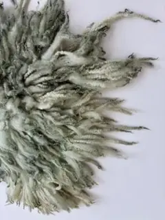 ニューボーンフォト　グリーンファー