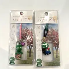 まりもっこり　ハナミズキ　コラボ