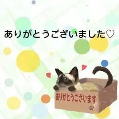 【1454】海外 マステ 切り売り PETマスキングテープ