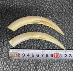 イボイノシシ 下顎の牙（小）2本セット