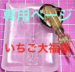 専用ページ　　いちご大福様　無害シリコンモールドアオリイカ型