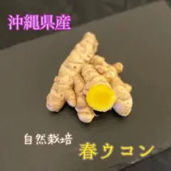 2025年最新】沖縄県産自然栽培ウコンの人気アイテム - メルカリ