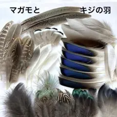 鳥の羽根　キジ•マガモの羽