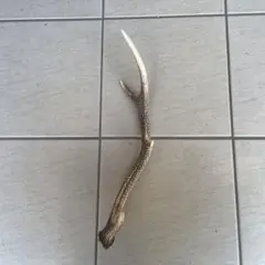 鹿のツノ 天然物