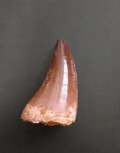 Item thumbnail for item d4fb9eda-81ab-4d57-8f4f-a592bc4e240f